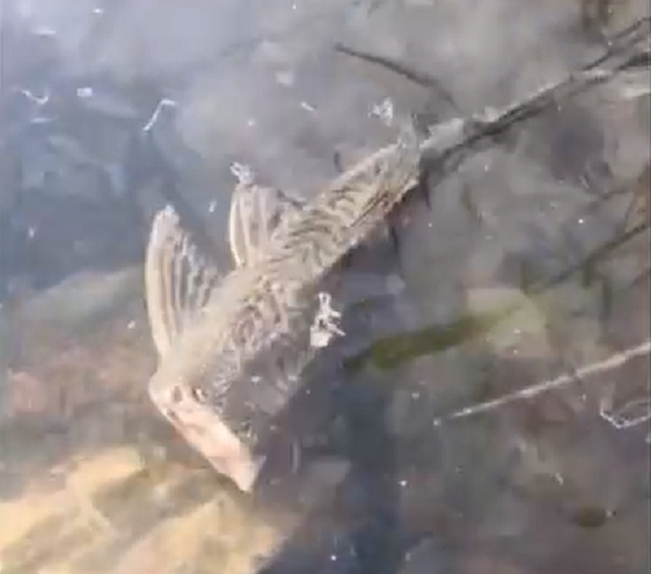 Danh tính loài cá này lập tức được truy lùng và đã xác định đây chính là cá dọn bể. Được biết đây là loài cá sống dai kể cả trong các môi trường khắc nghiệt về nhiệt độ, độ bẩn của nước...