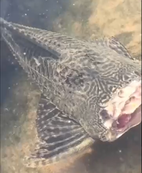 Cá dọn bể, cá lau kính hay "cá chùi kiếng" là một loài cá trong họ cá da xù, thuộc bộ cá da trơn. Tại Việt Nam nhiều người còn gọi nó là "cá tỳ bà" hay "cá mặt quỷ".