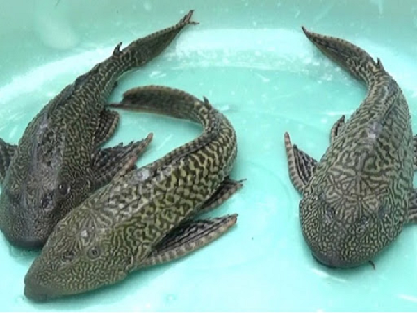 Cá dọn bể không chỉ ăn rong rêu, tảo bám trên bề mặt thực vật mà còn cạnh tranh mạnh với thức ăn của các loài cá khác. Cá lau kiếng thích hợp để nuôi trong bể cảnh cùng với cá rồng, cá la hán…