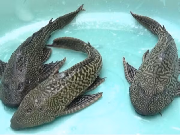 Cá dọn bể không chỉ ăn rong rêu, tảo bám trên bề mặt thực vật mà còn cạnh tranh mạnh với thức ăn của các loài cá khác. Cá lau kiếng thích hợp để nuôi trong bể cảnh cùng với cá rồng, cá la hán…