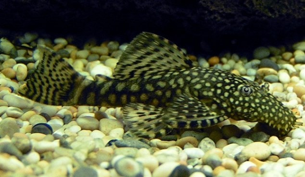 Cá dọn bể mẹ hay con đều có thể tiếp cận loài cá khác hút nhớt, làm các loài cá khác giảm khả năng phát triển. Nếu các loài cá khác có khả năng thích nghi kém sẽ chết. Nguy hiểm hơn, do cá dọn bể thích nghi mạnh nên chúng lấn át sinh vật bản địa, tạo ra sự mất cân bằng sinh thái.