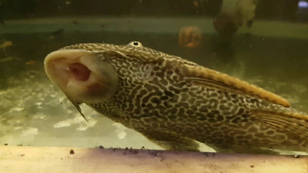 Vây cá dọn bể rất cứng, có thể làm thủng lốp ô tô, đem đi chôn lấp cũng rất khó phân hủy. Người đánh bắt cá khi muốn bắt được loài cá này, nhẹ thì rách lưới, nặng thì đứt tay.