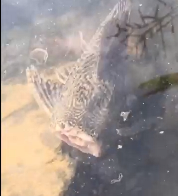 Tuy nhiên, hành động chặt đầu cá rồi thả lại xuống nước cũng khiến nhiều người phẫn nộ, gây ra hình ảnh phản cảm và khiến ai bắt gặp cũng có thể bị kinh hãi.