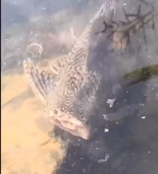 Tuy nhiên, hành động chặt đầu cá rồi thả lại xuống nước cũng khiến nhiều người phẫn nộ, gây ra hình ảnh phản cảm và khiến ai bắt gặp cũng có thể bị kinh hãi.