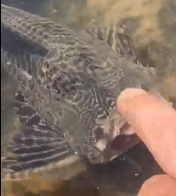 Loại cá này có chiều dài lên đến 70 cm và trọng lượng có thể tới vài kilôgam. Vẻ ngoài của chúng bị nhiều người đánh giá là khá xấu xí với thân hình màu nâu sẫm, da cứng, sần sùi, miệng to giống như miệng bát, vây và đuôi lúc nào cũng dựng thẳng đứng trông khá đáng sợ.