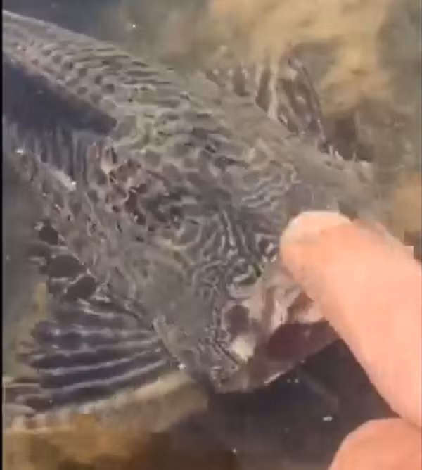 Loại cá này có chiều dài lên đến 70 cm và trọng lượng có thể tới vài kilôgam. Vẻ ngoài của chúng bị nhiều người đánh giá là khá xấu xí với thân hình màu nâu sẫm, da cứng, sần sùi, miệng to giống như miệng bát, vây và đuôi lúc nào cũng dựng thẳng đứng trông khá đáng sợ.