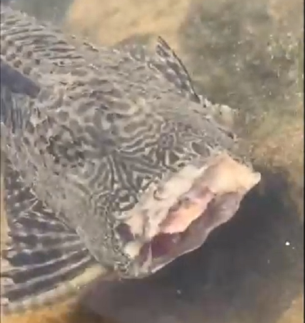 Cá dọn bể được đánh giá là loại cá có biên độ sinh thái cực rộng. Chúng có thể tồn tại ở những hồ nước tĩnh hoặc các con sông, con suối có nước chảy nhanh.