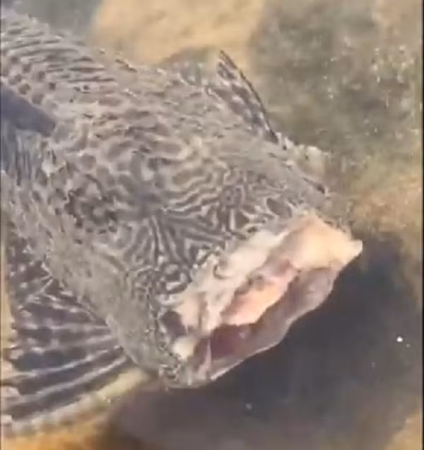 Cá dọn bể được đánh giá là loại cá có biên độ sinh thái cực rộng. Chúng có thể tồn tại ở những hồ nước tĩnh hoặc các con sông, con suối có nước chảy nhanh.