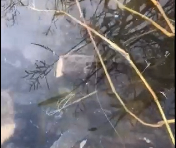 Trong đoạn clip là hình ảnh một sinh vật dù bị chặt lìa đầu chỉ còn thân dưới nhưng vẫn bơi lội tung tăng dưới nước khiến nhiều người vô cùng bất ngờ và kinh hãi.