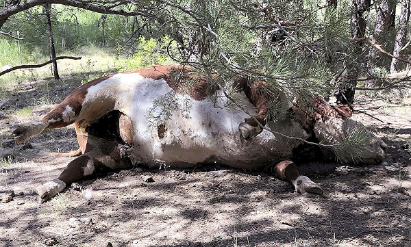 Vào thời điểm đó, khi đang kiểm tra bên trong chiếc đĩa bay rơi binh lính đã phát hiện một thứ gì đó giống như chiếc đèn pin. Họ hướng thứ này vào thành trong của đĩa bay, đồng thời bật công tắc, đột nhiên trên thành xuất hiện một đốm sáng nhỏ màu đỏ. Tuy nhiên, giữa nguồn sáng và điểm sáng không thấy được tia sáng. Sau đó, quân đội Mỹ đã tiến hành nghiên cứu thiết bị này và phát hiện ra rằng nó là một loại vũ khí khủng khiếp. Mặc dù thiết bị này về cơ bản là một bộ khuếch đại ánh sáng, nhưng nó không chỉ có thể cắt kim loại mà còn có thể xuyên thủng hoặc làm chảy kim loại.