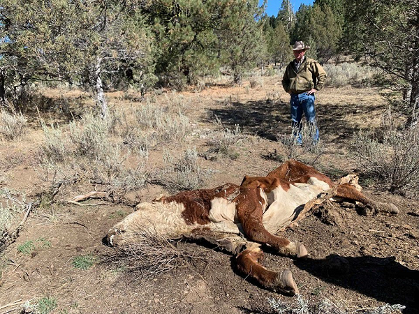 Thời gian sau đó, báo chí Mỹ bắt đầu quan tâm những vụ cắt xẻ bộ phận gia súc bí ẩn này. Vụ án hiện đại đầu tiên được ghi nhận xảy ra vào năm 1967 tại Thung lũng San Luis ở miền nam Colorado. Một con ngựa thuộc được tìm thấy đã chết trên đồng cỏ. Thịt của nó đã bị tước hoàn toàn khỏi hộp sọ, để lộ xương trần. Xương sạch thịt đến nỗi hộp sọ trông như thể nó đã được phơi nắng trong nhiều tuần.
