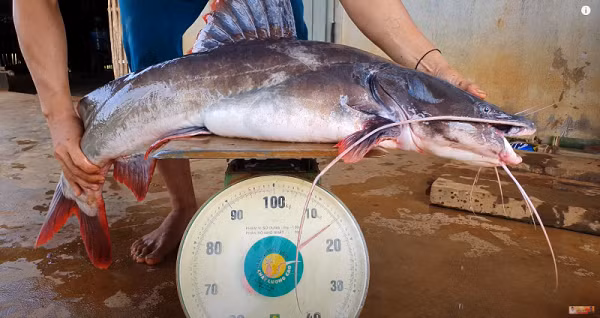 Thịt cá lăng đuôi đỏ trắng, dai, giòn và có hương vị đặc trưng và có giá trị dinh dưỡng cao nhất trong các dòng cá lăng với hơn 245 loại khác nhau sinh sống tại khắp các vùng trên thế giới.