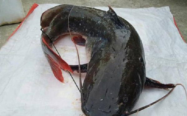 Thân dài, phần đầu và thân trước dẹp bằng, phần sau dẹp bên, nhất là cuốn đuôi, đầu rất rộng và trơn, miệng dưới hơi rộng, hình cung tròn, môi thịt phủ trên hai hàm và nối liền ở gốc miệng.