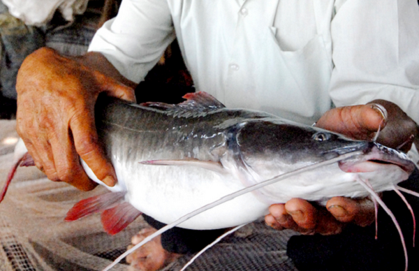 Cá lăng đuôi đỏ là cá có thân dài, đầu dẹp, da trần không có vảy, có 4 đôi râu với 1 đôi ở mũi, 1 đôi ở hàm và 2 đôi ở cằm. Loài này sống ở tầng giữa, sống đơn độc.