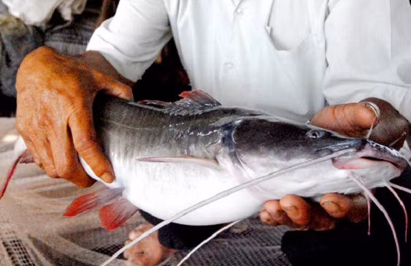 Cá lăng đuôi đỏ là cá có thân dài, đầu dẹp, da trần không có vảy, có 4 đôi râu với 1 đôi ở mũi, 1 đôi ở hàm và 2 đôi ở cằm. Loài này sống ở tầng giữa, sống đơn độc.