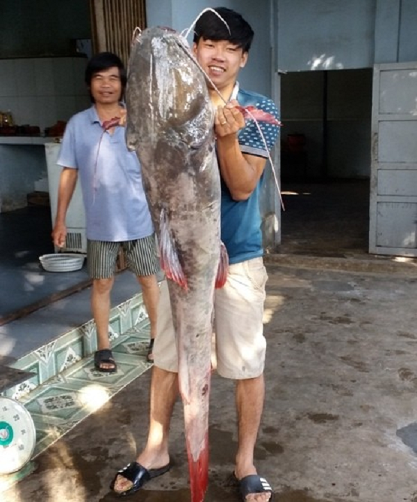 Mặc dù ở nước ta thì cá lăng được nuôi nhiều ở sông Bình Di, huyện An Phú, An Giang với gần 200 bè nhưng cá lăng tự nhiên vẫn là loài cá được người mua ưa chuộng nhất và sẵn sàng mua với giá cao hơn thị trường.