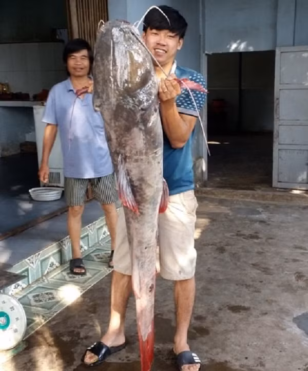 Mặc dù ở nước ta thì cá lăng được nuôi nhiều ở sông Bình Di, huyện An Phú, An Giang với gần 200 bè nhưng cá lăng tự nhiên vẫn là loài cá được người mua ưa chuộng nhất và sẵn sàng mua với giá cao hơn thị trường.