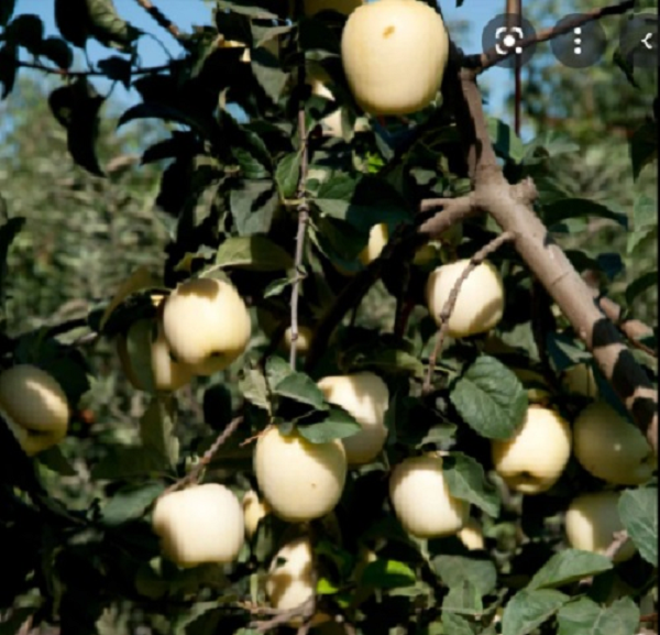 Với hàm lượng đường cao hơn táo thông thường, táo trắng là nguyên liệu hoàn hảo cho các món ăn.