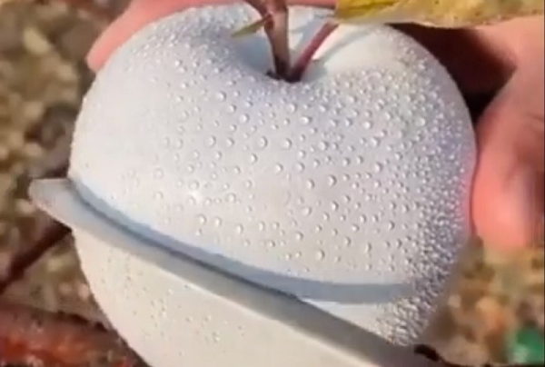 Loại táo đặc biệt này còn có thể dùng làm nhân bánh nướng ngọt hoặc bánh tart.