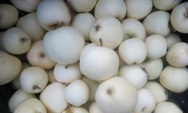 Cây táo trắng sống tốt trong khí hậu nóng và có thể thu hoạch vào đầu tháng bảy.