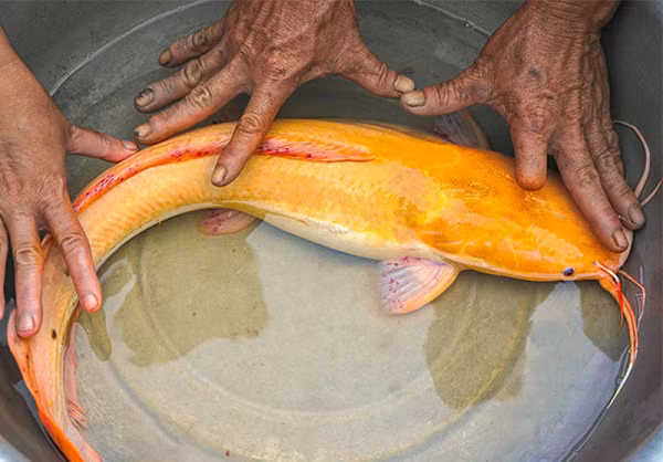 Hiện nay cá trê vàng lai (là con lai giữa cá trê phi đực và cá trê vàng cái) đang được nuôi phổ biến ở nhiều địa phương trên cả nước.