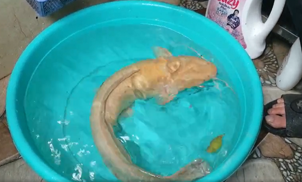 Cá trê có đặc tính ăn tạp, thức ăn chủ yếu là động vật. Trong tự nhiên cá trê ăn côn trùng, giun ốc, tôm cua, cá… ngoài ra trong điều kiện ao nuôi cá trê còn có thể ăn các phụ phẩm từ trại chăn nuôi, nhà máy chế biến thủy sản, chất thải từ lò mổ.