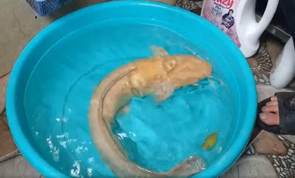 Cá trê có đặc tính ăn tạp, thức ăn chủ yếu là động vật. Trong tự nhiên cá trê ăn côn trùng, giun ốc, tôm cua, cá… ngoài ra trong điều kiện ao nuôi cá trê còn có thể ăn các phụ phẩm từ trại chăn nuôi, nhà máy chế biến thủy sản, chất thải từ lò mổ.