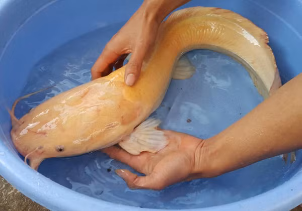 Cá trê lớn nhanh và rất dễ nuôi. Trong hệ thống nuôi thâm canh ở ao, sau chu kỳ nuôi 4 tháng, nước ao có hàm lượng oxygen thấp, trọng lượng cá có thể đạt bình quân từ 250 – 300 gram/con.