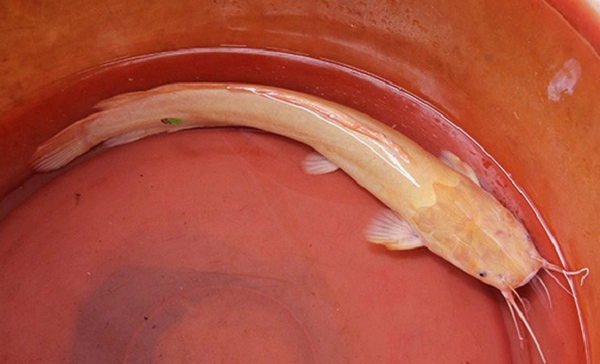 Cá trê là một nguồn dinh dưỡng tốt, ít calo. Trong thực tế, nó có thể cung cấp một số lợi ích. Một con cá trê 100 gram cung cấp 39% nhu cầu protein hàng ngày. Các nguồn protein giàu chất dinh dưỡng từ cá trê có thể hỗ trợ giảm cân bằng cách tăng cảm giác no.