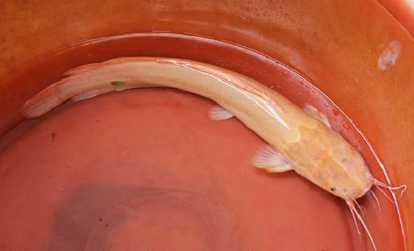 Cá trê là một nguồn dinh dưỡng tốt, ít calo. Trong thực tế, nó có thể cung cấp một số lợi ích. Một con cá trê 100 gram cung cấp 39% nhu cầu protein hàng ngày. Các nguồn protein giàu chất dinh dưỡng từ cá trê có thể hỗ trợ giảm cân bằng cách tăng cảm giác no.