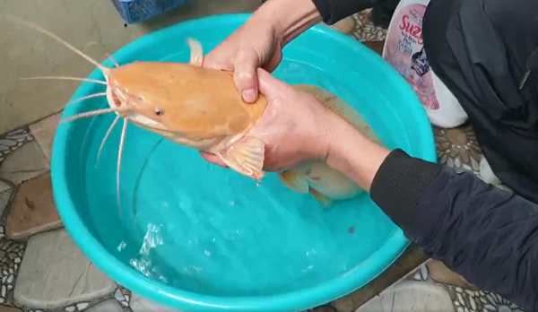 Theo nhận định của một số chuyên gia, cá trê được phát hiện có màu vàng hay màu trắng ở Việt Nam có thể do đột biến gen. Được biết, tỷ lệ xuất hiện của cá trê vàng là 1/1 triệu con.