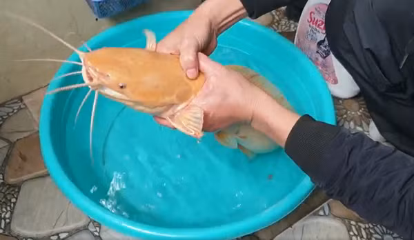 Theo nhận định của một số chuyên gia, cá trê được phát hiện có màu vàng hay màu trắng ở Việt Nam có thể do đột biến gen. Được biết, tỷ lệ xuất hiện của cá trê vàng là 1/1 triệu con.