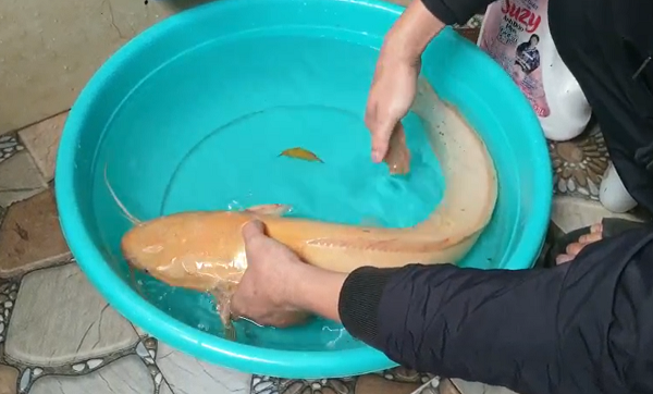 Các loài cá trê nói chung đều có tính chịu đựng cao với môi trường khắc nghiệt như: ao tù, mương rãnh, nơi có hàm lượng oxygen thấp vì cơ thể cá trê có cơ quan hô hấp phụ gọi là “hoa khế” giúp cá hô hấp được nhờ khí trời.