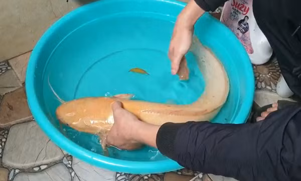 Các loài cá trê nói chung đều có tính chịu đựng cao với môi trường khắc nghiệt như: ao tù, mương rãnh, nơi có hàm lượng oxygen thấp vì cơ thể cá trê có cơ quan hô hấp phụ gọi là “hoa khế” giúp cá hô hấp được nhờ khí trời.