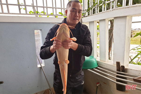 Cụ thể, khi đang tát ao tự nhiên ở xã Kỳ Hải, anh Trần Tuấn Anh (SN 1985, trú tại xã Kỳ Hoa, TX Kỳ Anh) và bạn của mình đã bắt được một cá trê có trọng lượng 3,5 kg, dài khoảng 80cm, có lớp da trơn bóng, 6 râu.