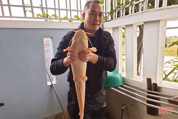 Cụ thể, khi đang tát ao tự nhiên ở xã Kỳ Hải, anh Trần Tuấn Anh (SN 1985, trú tại xã Kỳ Hoa, TX Kỳ Anh) và bạn của mình đã bắt được một cá trê có trọng lượng 3,5 kg, dài khoảng 80cm, có lớp da trơn bóng, 6 râu.