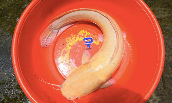 Mùa vụ sinh sản của cá trê bắt đầu vào mùa mưa từ tháng 4 – 9 tập trung chủ yếu vào tháng 5 – 7. Trong điều kiện nuôi cá có thể sinh sản nhiều lần trong năm (4 – 6 lần).