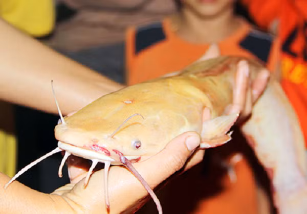 Cá trê cung cấp nhiều axit béo omega-3 hơn các loại thực phẩm khác, chúng thậm chí có thể giúp điều trị các tình trạng thần kinh và tâm thần, bao gồm mất trí nhớ, rối loạn tăng động giảm chú ý (ADHD) và trầm cảm.