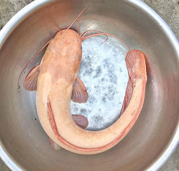 Ở nước ta đang khai thác và nuôi 4 loài đó là cá trê Đen (Clarias focus), trê Trắng (Clarias batracus), trê vàng (Clarias macrocephalus), trê phi (Clarias gariepinus) và cá trê lai.