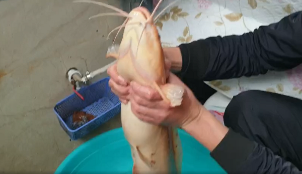 Cá trê là một loài cá nước ngọt, sinh sống ở những khu vực như ao, hồ hay ruộng với nhiều bùn lầy. Họ cá trê gồm nhiều loài ở châu Á và châu Phi.