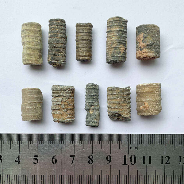 Huệ biển có đặc điểm đặc trưng là có một cái miệng ở trên cùng, ruột hình chữ U, và hậu môn của chúng nằm bên cạnh miệng.