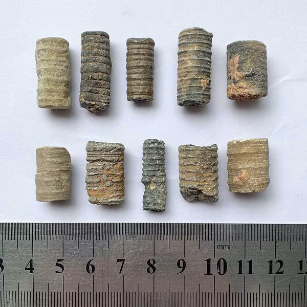 Huệ biển có đặc điểm đặc trưng là có một cái miệng ở trên cùng, ruột hình chữ U, và hậu môn của chúng nằm bên cạnh miệng.