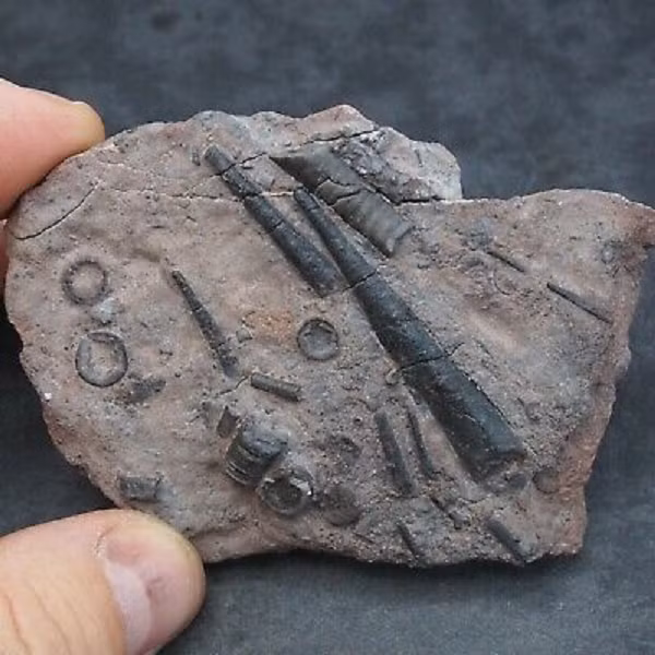 Huệ biển gồm 3 phần cơ bản là thân, đài và cánh tay (xúc tu). Thân của nó gồm xương có độ rỗng cao được kết nối bằng mô chằng. Đài hoa của nó có chứa bộ phận tiêu hóa và cả cơ quan sinh sản.