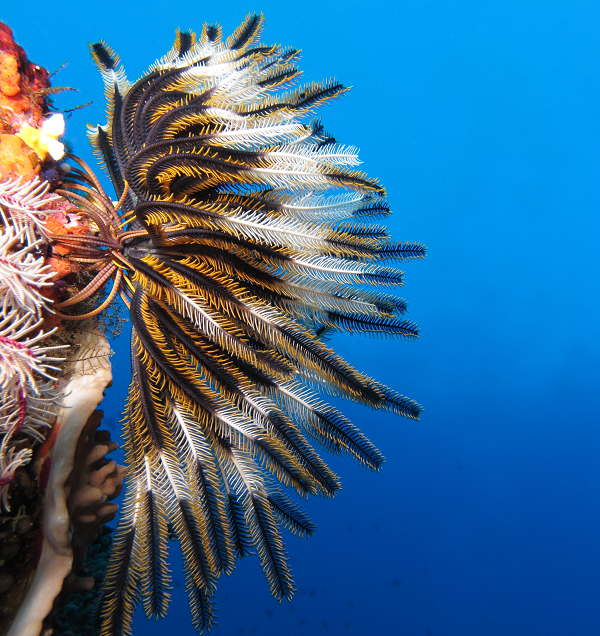 Chỉ trong những tình huống đặc biệt chúng mới di chuyển khỏi nơi cư trú của mình. Chính vì vậy mà rất ít khi bắt gặp cảnh tượng loài động vật này bơi lội.