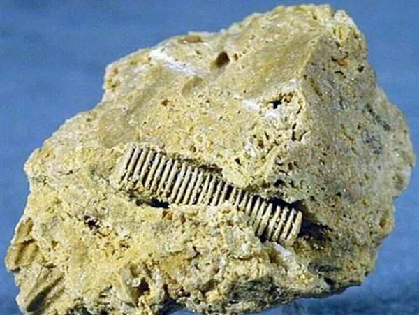 "Dù có vẻ ngoài giống những chiếc ốc nhưng nó thực sự là hóa thạch cổ sinh của loài Crinoid. Chúng là một loài sinh vật biển. Theo ước tính của chúng tôi, giá trị của hóa thạch này có thể lên tới hàng chục triệu USD. Nếu chúng còn nguyên vẹn thì giá trị vô cùng lớn."