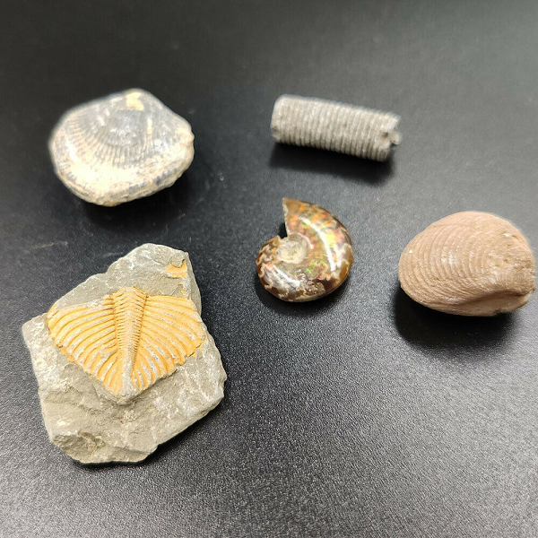 Huệ biển là nhóm động vật da gai cổ nhất tồn tại đến ngày nay. Chúng có khoảng 5000 loài hóa thạch và hơn 600 loài hiện sống ở cả khu vực biển sâu, nông hoặc rạn san hô nhiệt đới đều có thể tìm thấy dấu vết của chúng.