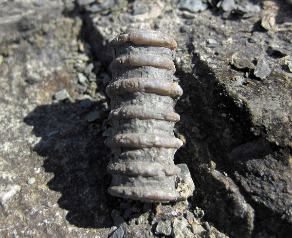 Huệ biển ăn bằng cách lọc hạt thức ăn nhỏ từ nước biển bằng lông của nó. Chúng là sinh vật phân gốc, phân biệt đực cái, chúng không có tuyến sinh dục rõ ràng. Trứng được thụ tinh sẽ nở ra ấu trùng bơi tự do. Ấu trùng chỉ bơi tự do trong vài ngày trước khi ổn định và gắn vào một bề mặt như san hô.