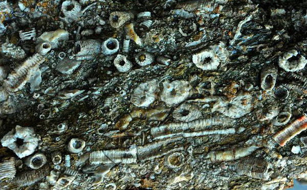 Trong một lần lên núi để khai thác đá, nhóm nông dân ở tỉnh Thiểm Tây, Trung Quốc đã vô tình phát hiện một tảng đá có hoa văn rất khác biệt, giống như những chiếc ốc vít được dính lên đó.