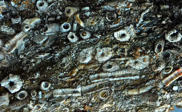 Trong một lần lên núi để khai thác đá, nhóm nông dân ở tỉnh Thiểm Tây, Trung Quốc đã vô tình phát hiện một tảng đá có hoa văn rất khác biệt, giống như những chiếc ốc vít được dính lên đó.