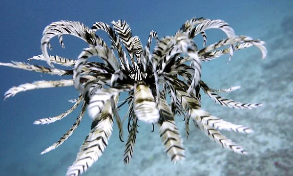 Huệ biển là loài sinh vật kỳ lạ và tuyệt đẹp với những xúc tu trông như các nhánh cây, mọc rất nhiều lông. Trong phần lớn thời gian sinh sống, huệ biển bám vào những tảng đá và rạn san hô.